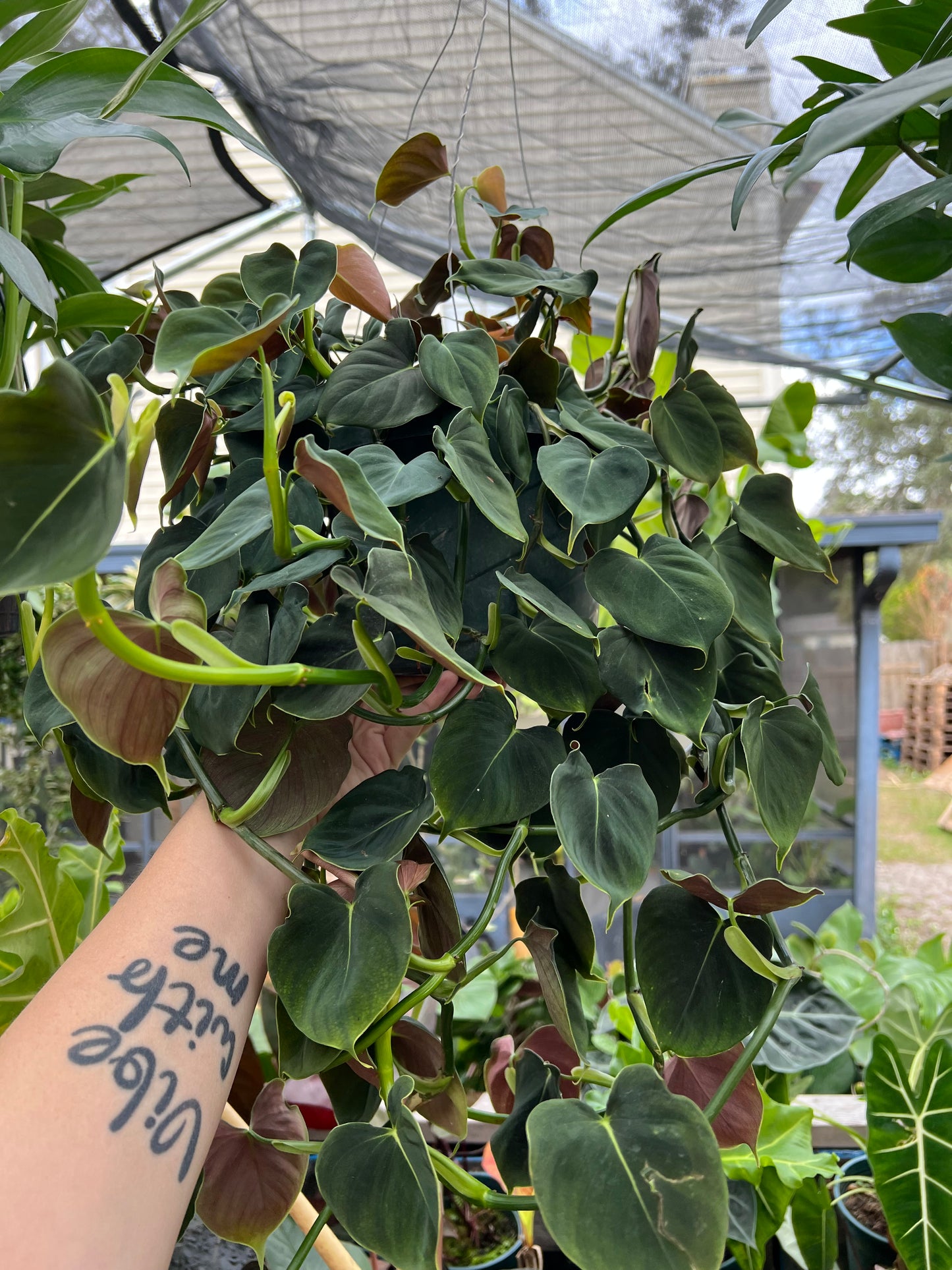 8” Philodendron Lupinum Hanging Basket