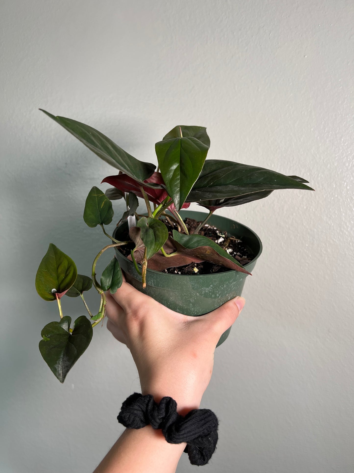 6” Syngonium Red Arrow