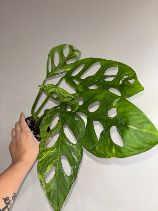 4” Monstera Adansonii GIANT Mint