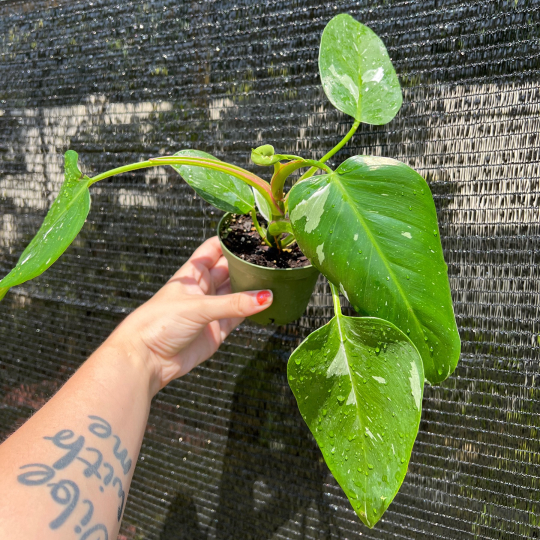 4” Philodendron White Princess