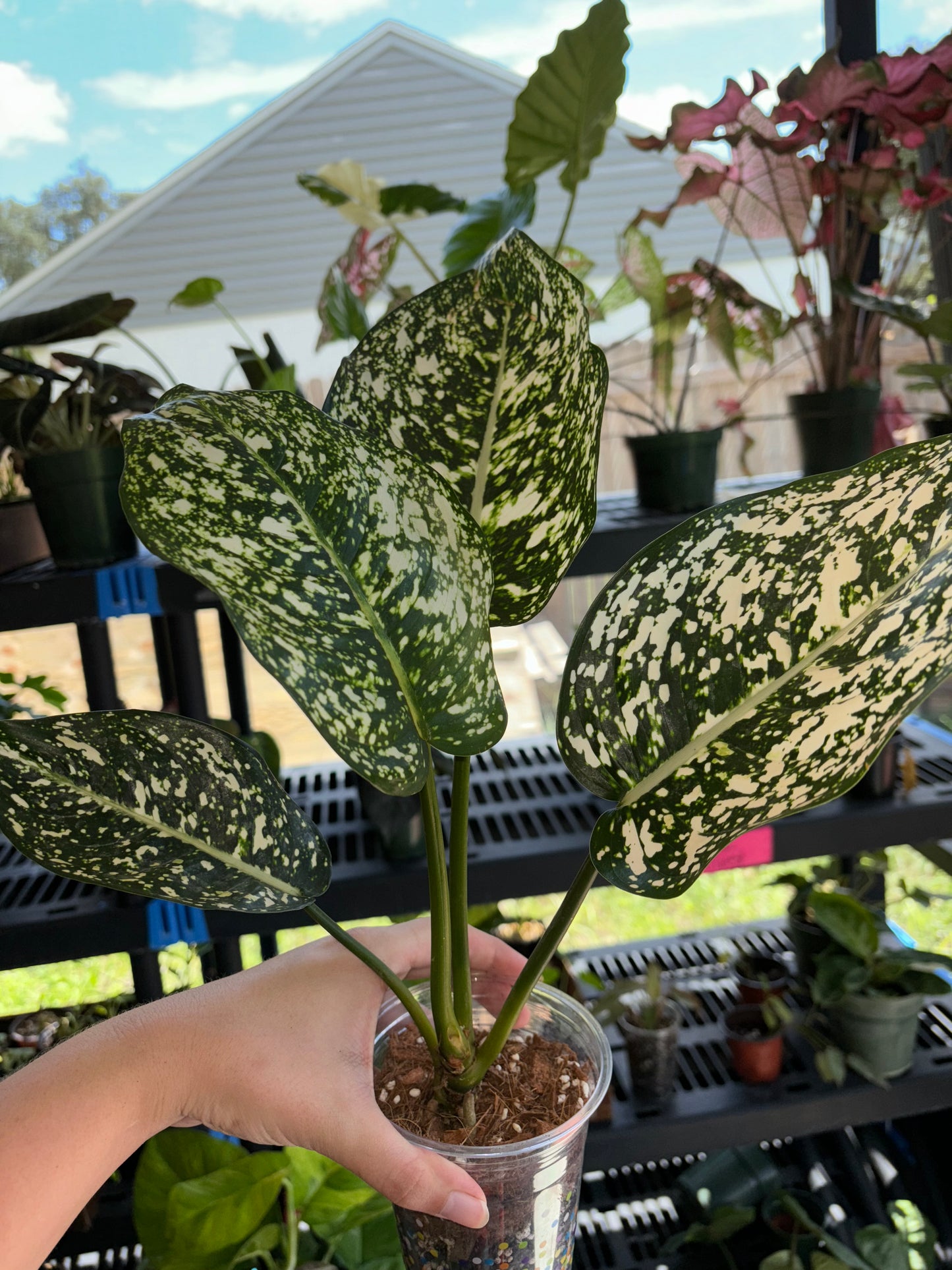 4” Aglaonema World Heritage