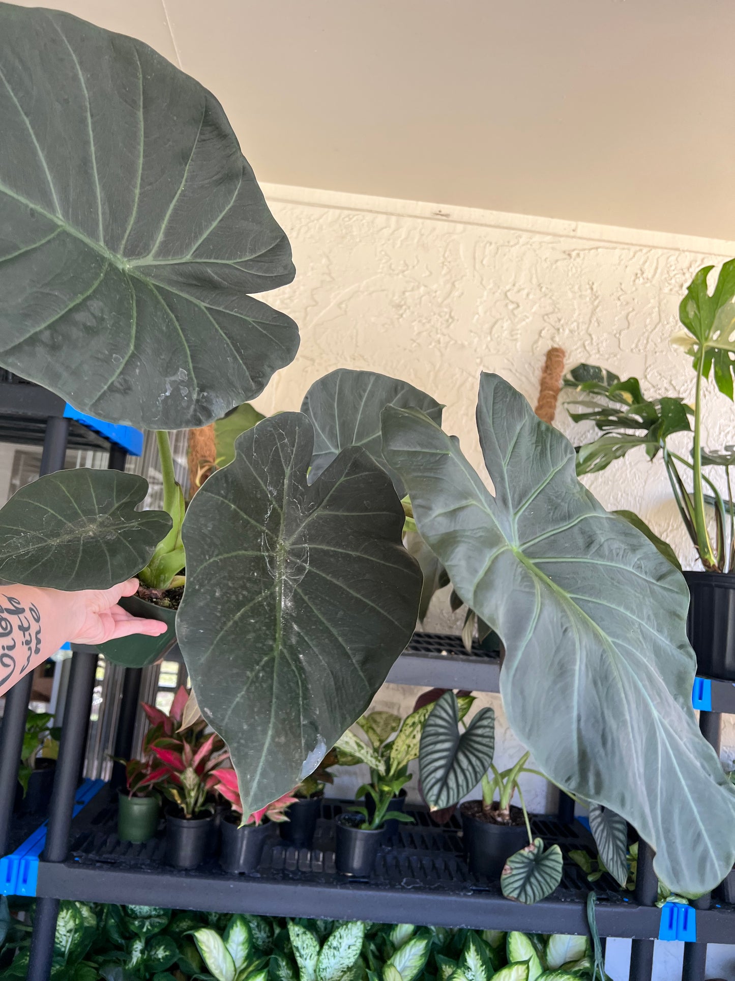 6” Alocasia Regal Shield