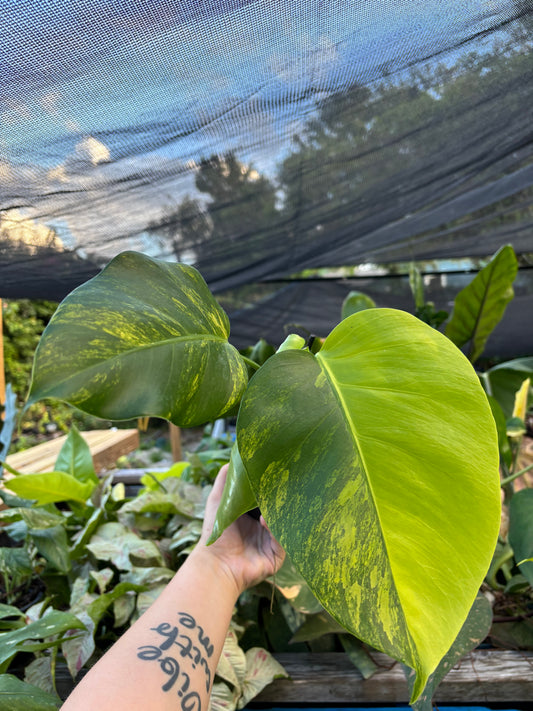 4” Monstera Aurea