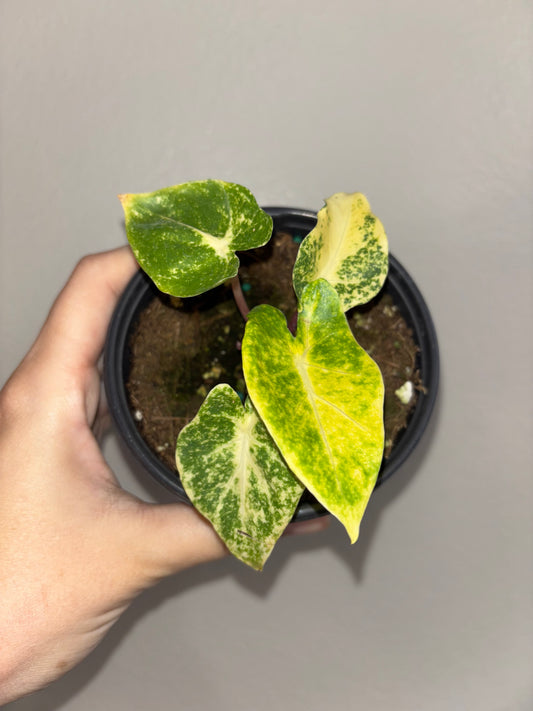 4” Alocasia Guinea Gold