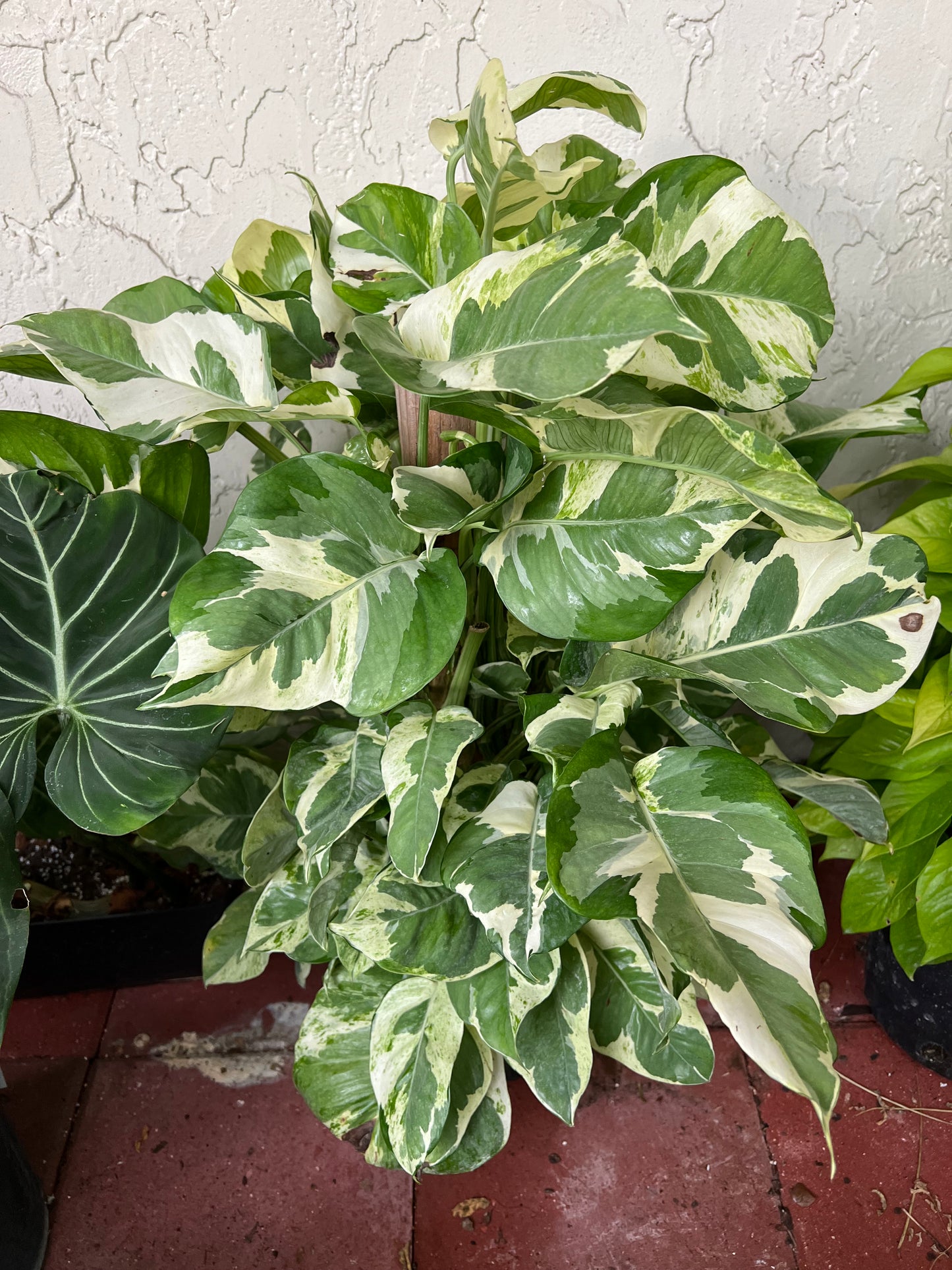 Large Njoy Pothos Cutting