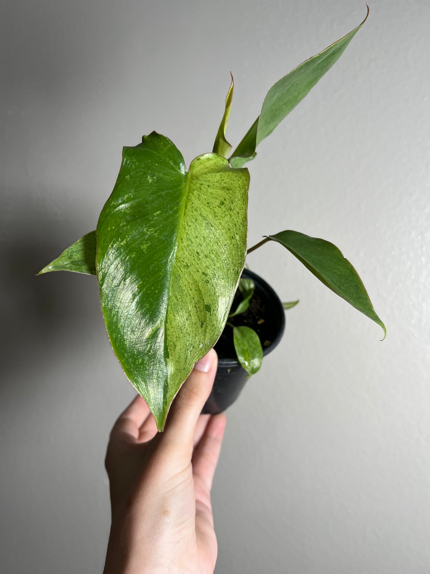 4” Philodendron Paraiso Verde