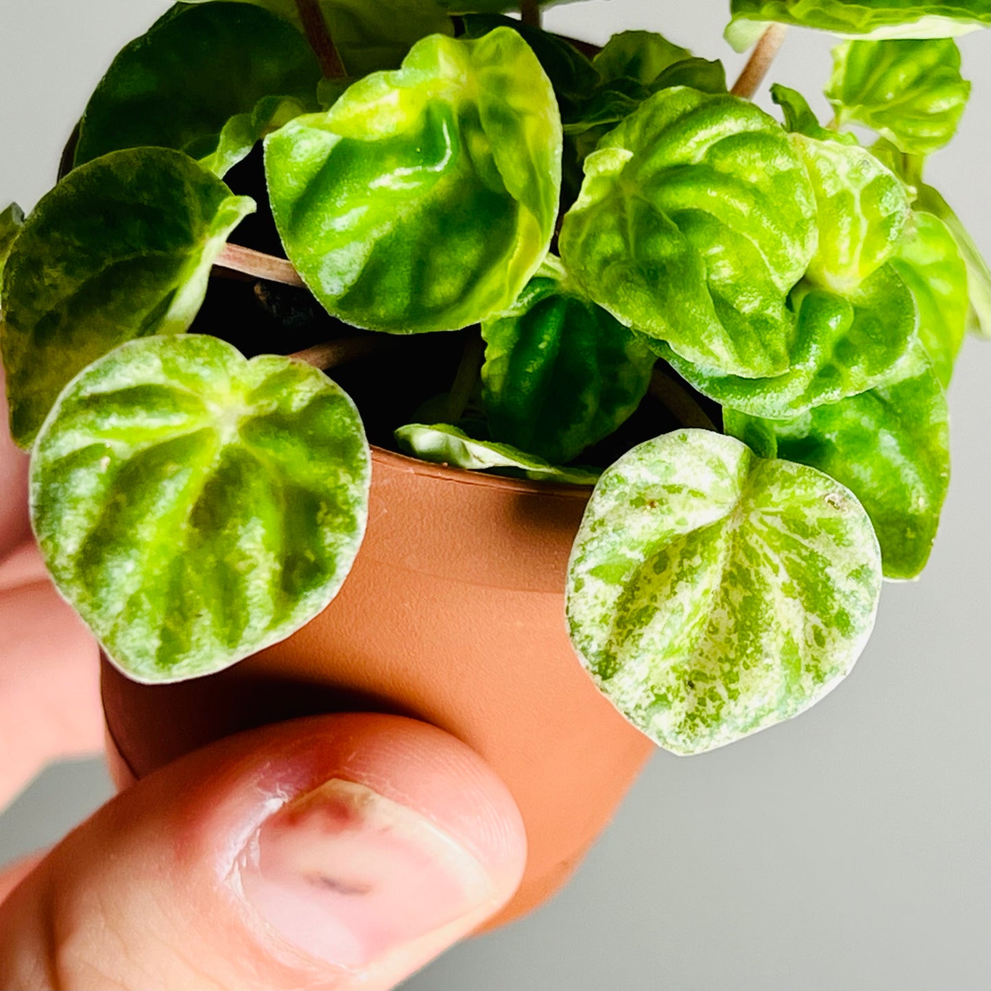 2” Peperomia ‘Green Emerald’