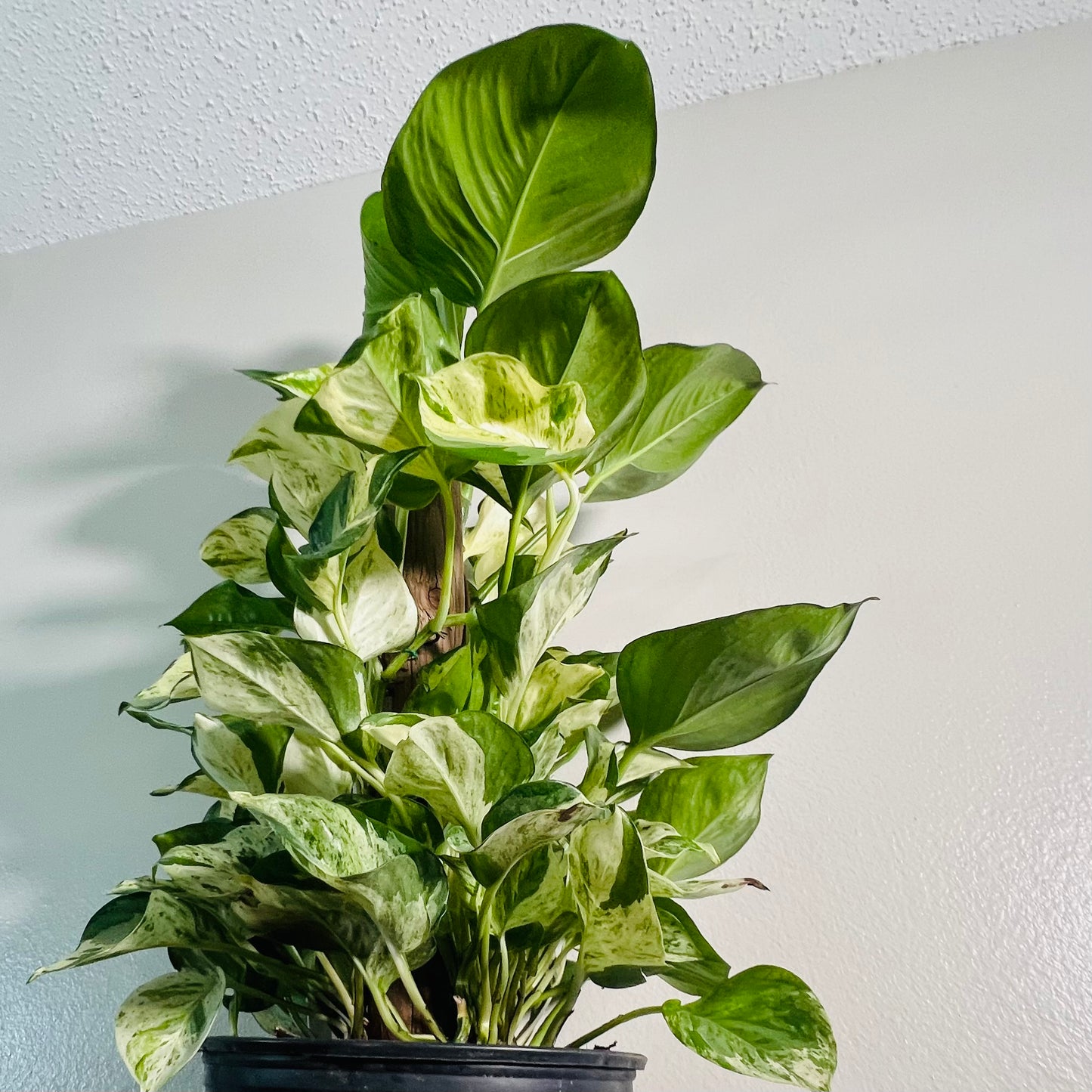 8” Manjula Pothos Totem