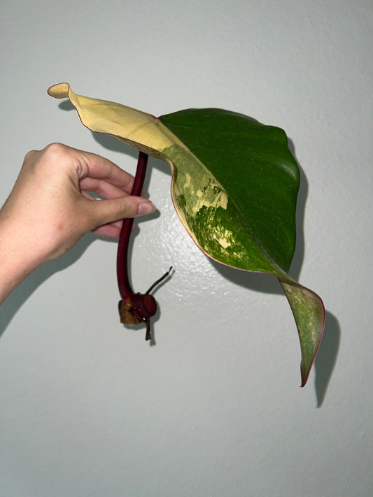 Philodendron Strawberry Shake Cutting