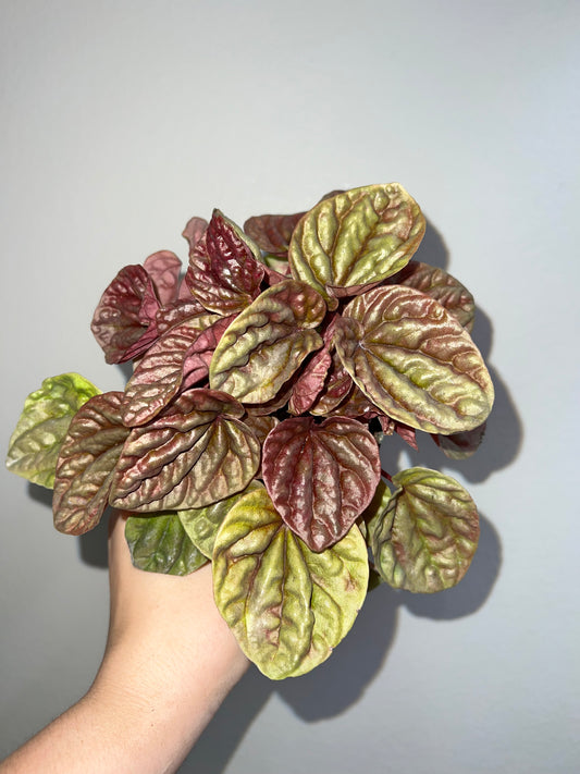 4” Peperomia Quito