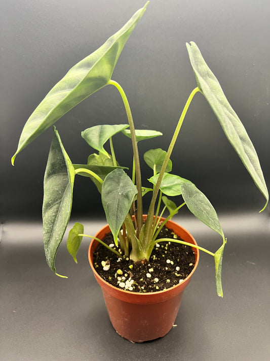4” Alocasia Princeps