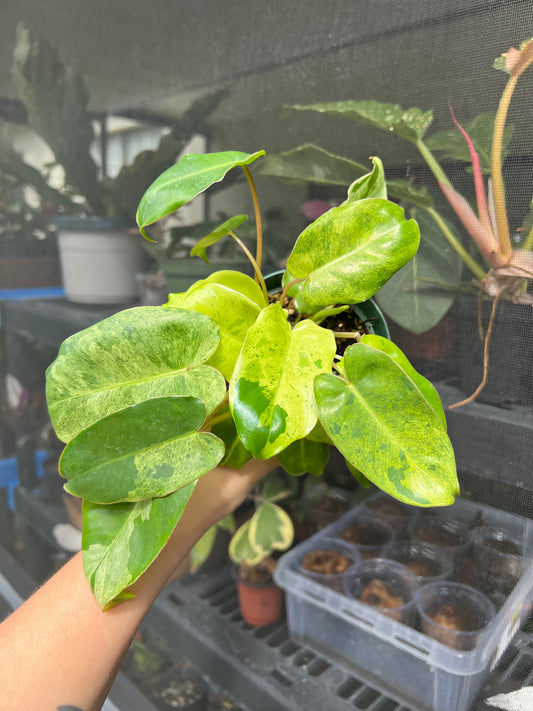 4” Philodendron Burle Marx Mint