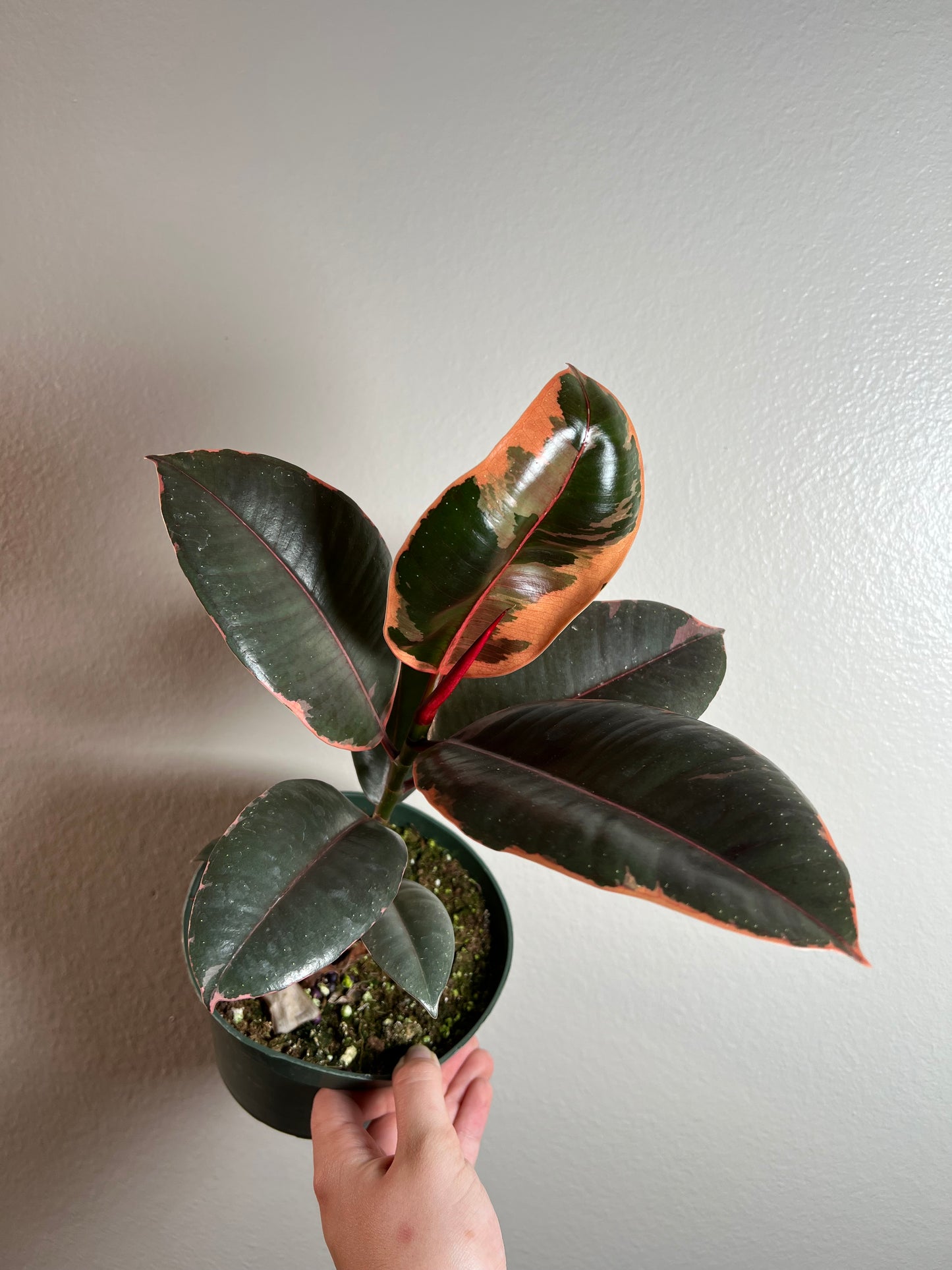 6” Ficus Ruby