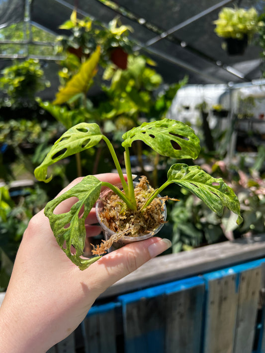 Monstera Laniata Mottled