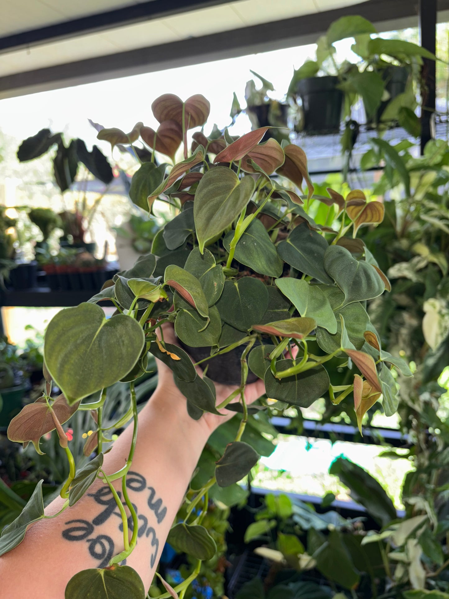 6” Philodendron Lupinum
