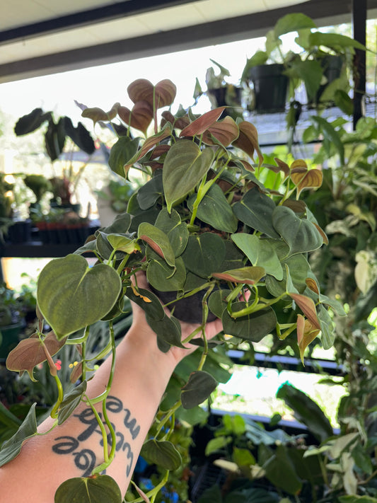 6” Philodendron Lupinum