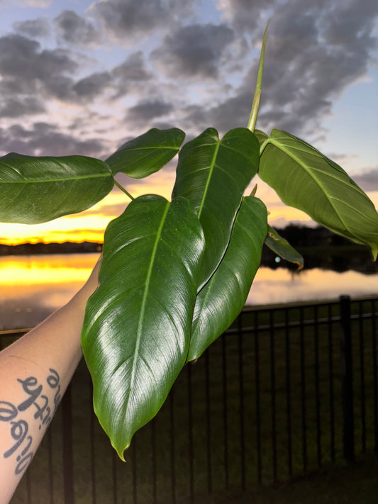 4” Philodendron Patriceae X Mayoi