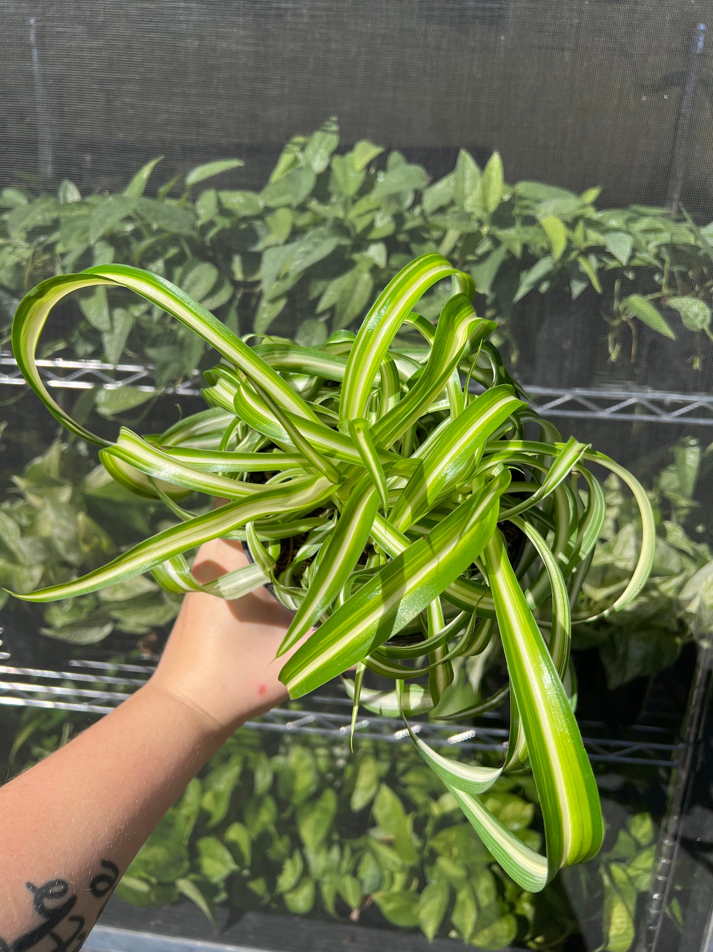 6" Curly Spider Plant