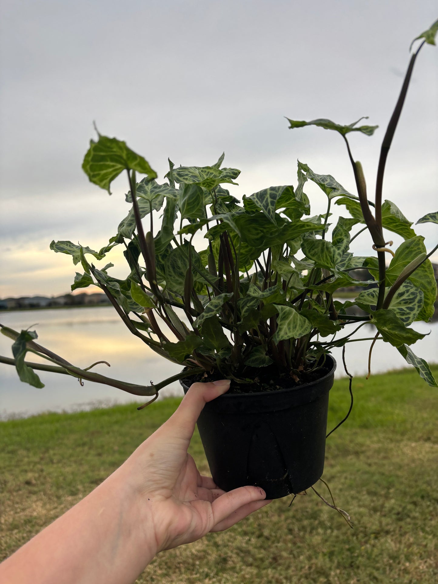 6” Syngonium Batik