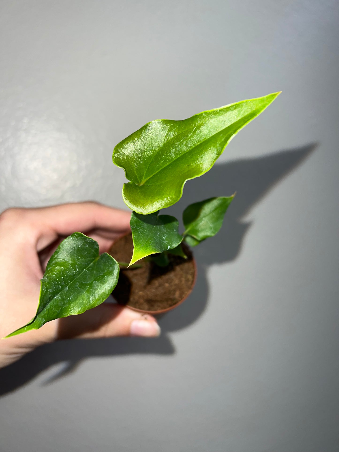 2” Anthurium Ferreriense