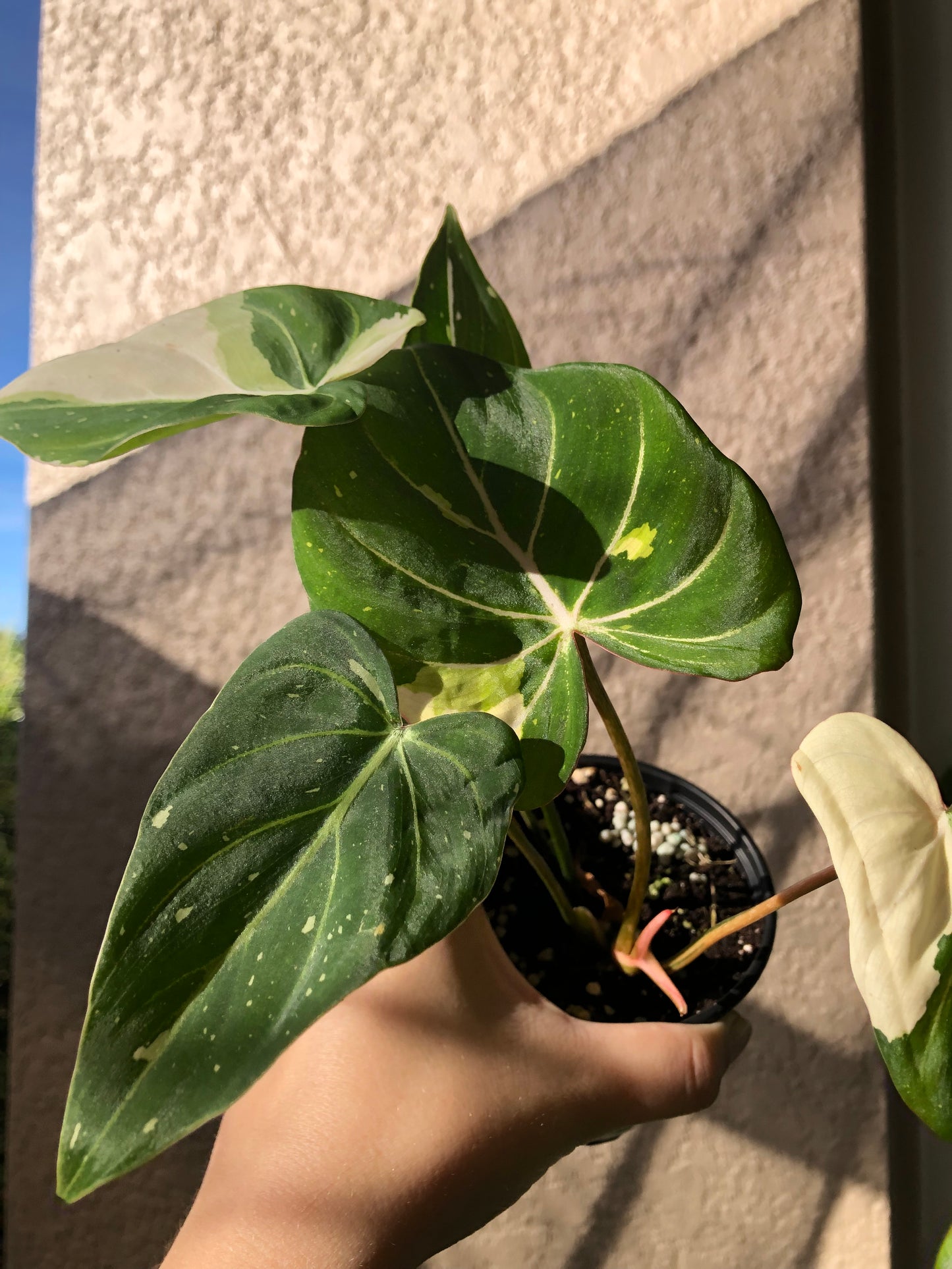 4” Philodendron Gloriosum Variegated Type 2