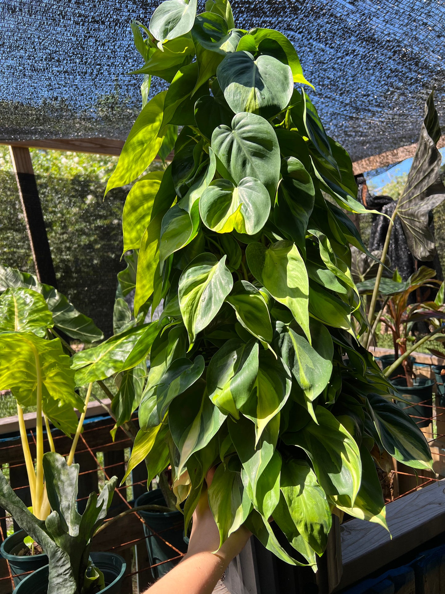 8” Philodendron Brasil Totem