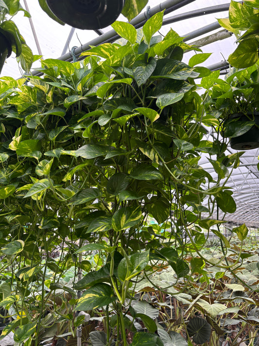 8” Golden Pothos Hanging Basket
