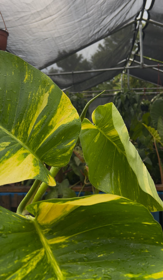 GIANT Hawaiian Pothos Top Cut