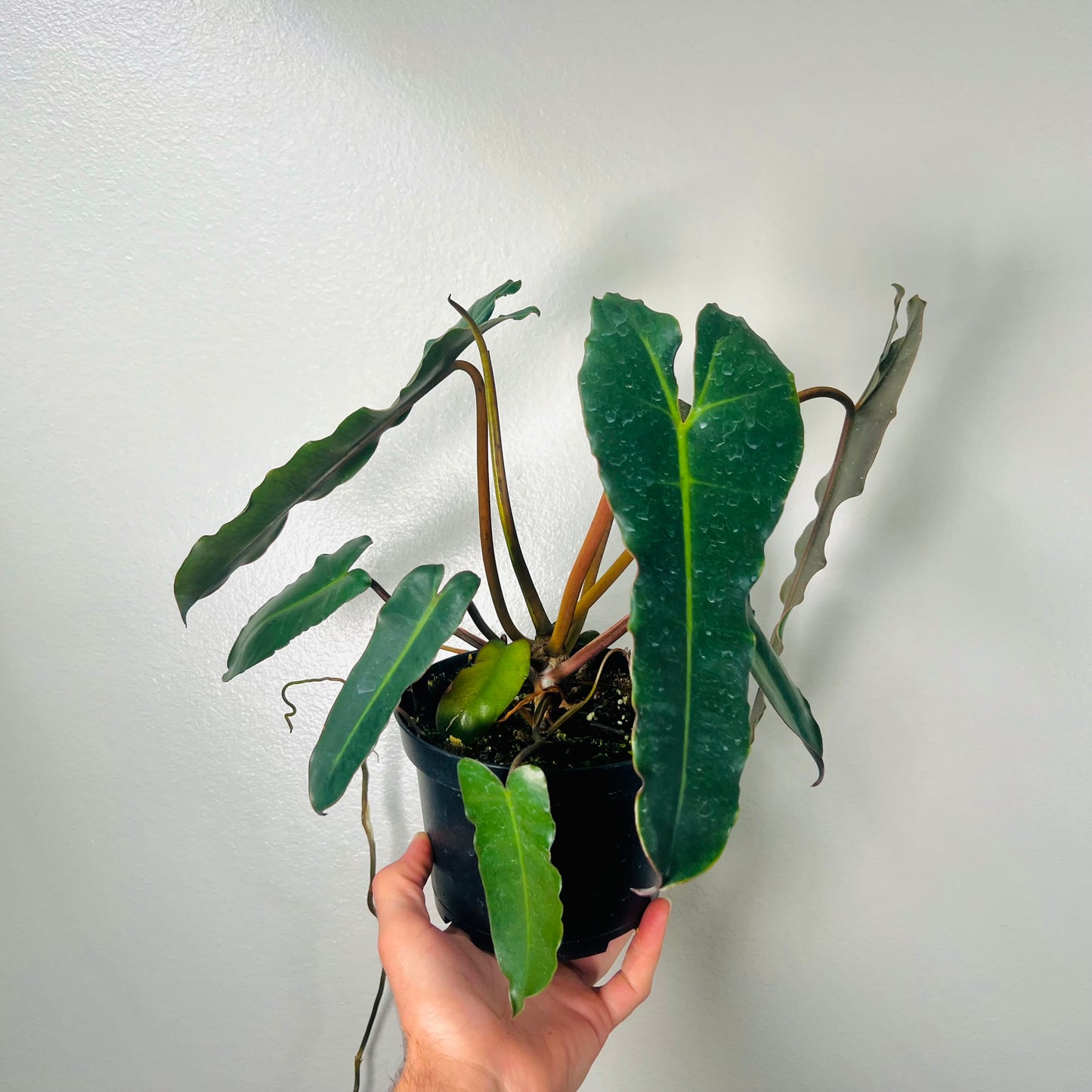 6” Philodendron Black Billie