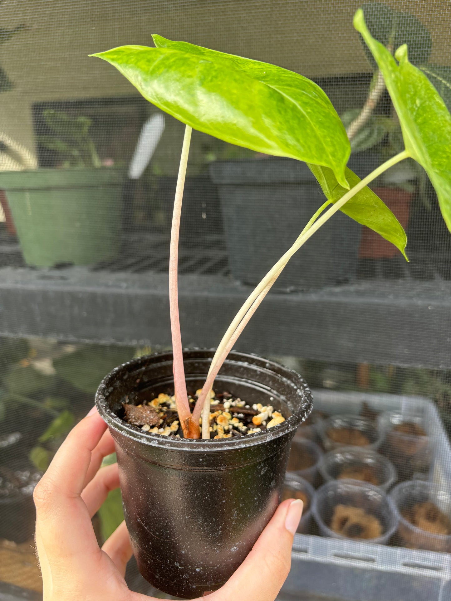 4” Alocasia Pink Dragon Aurea