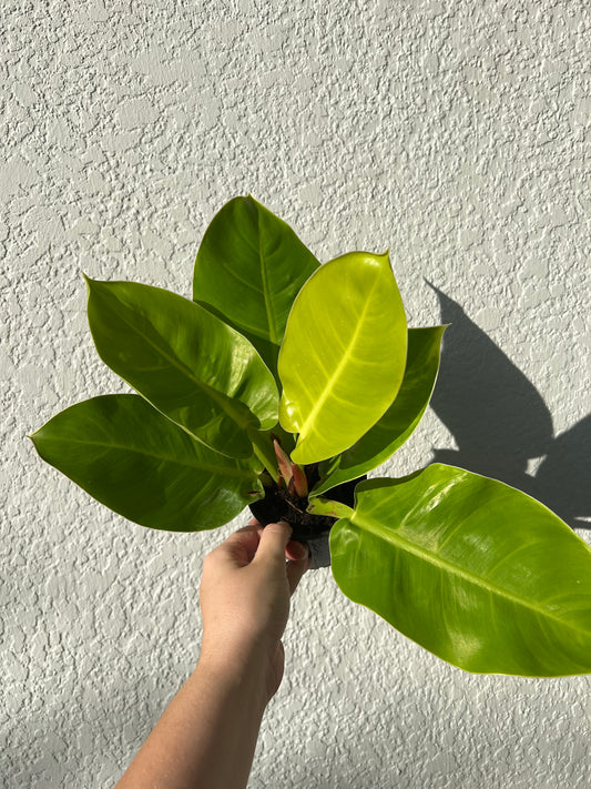 4” Philodendron Moonlight