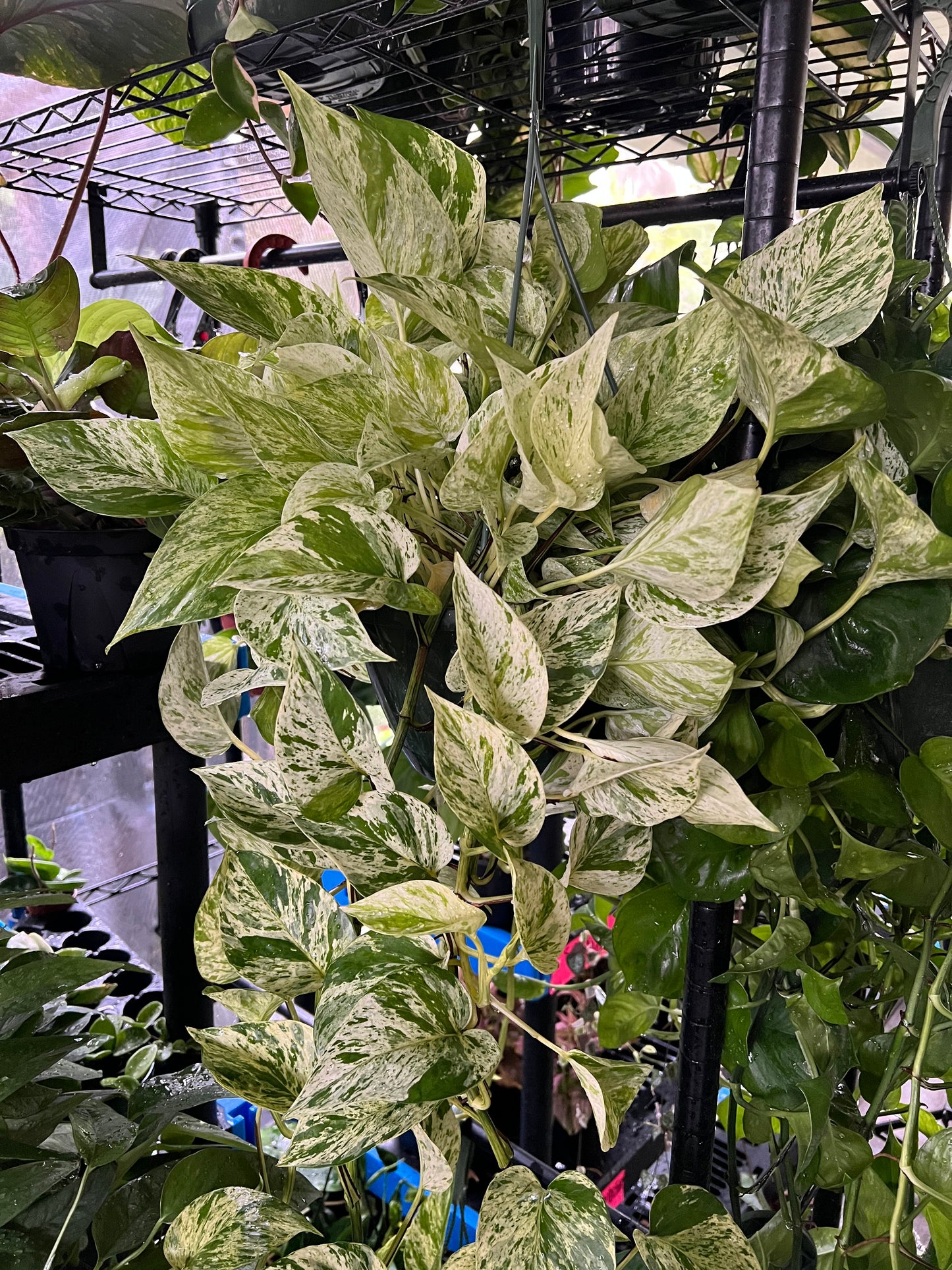 8” Snow Queen Pothos