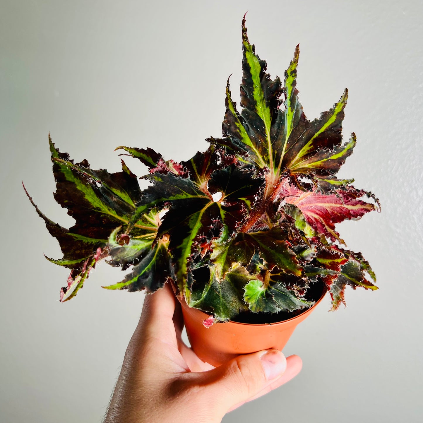 4” Begonia ‘Harmony’s Breakdance’