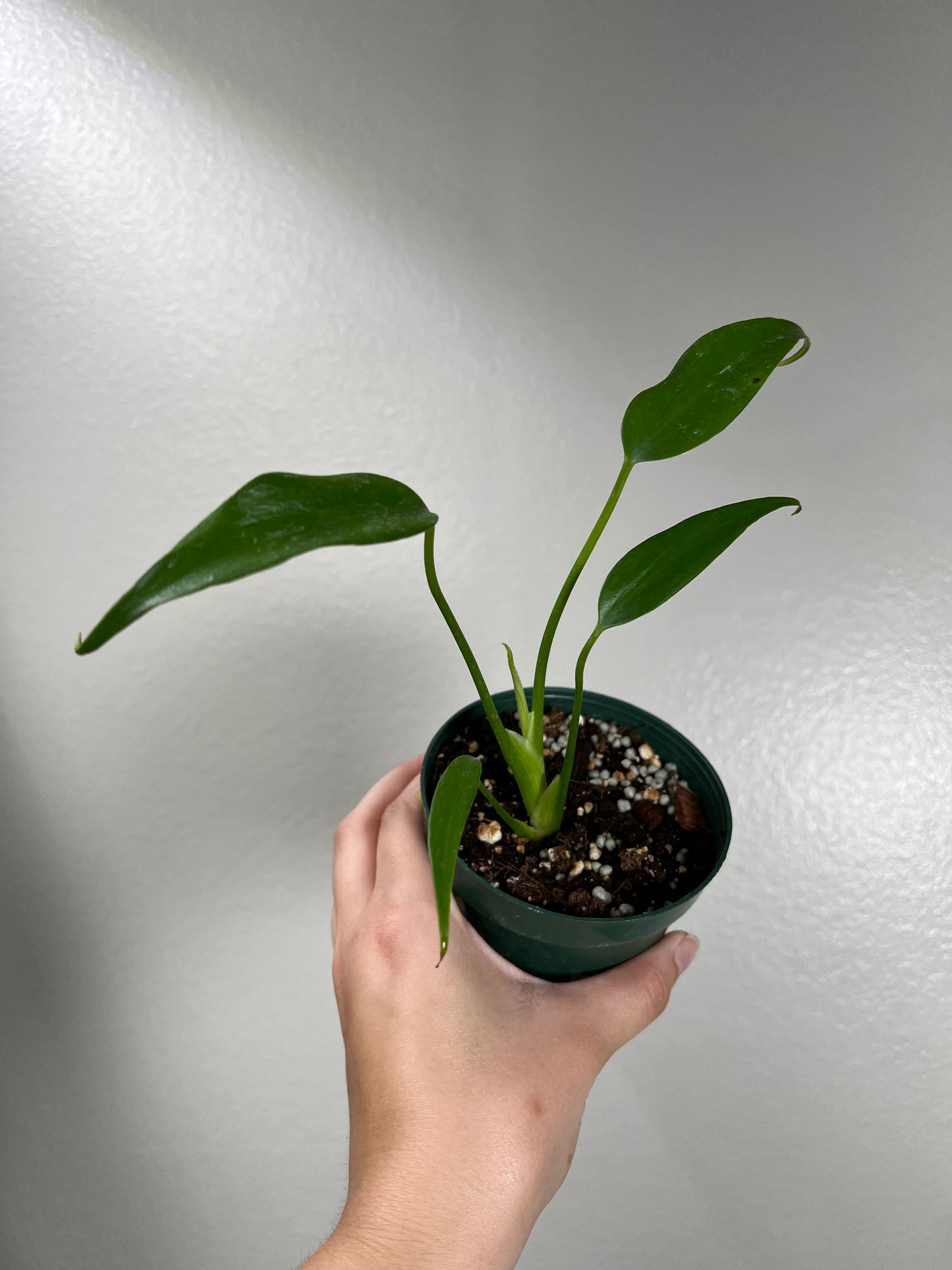 4” Monstera Burle Marx Flame