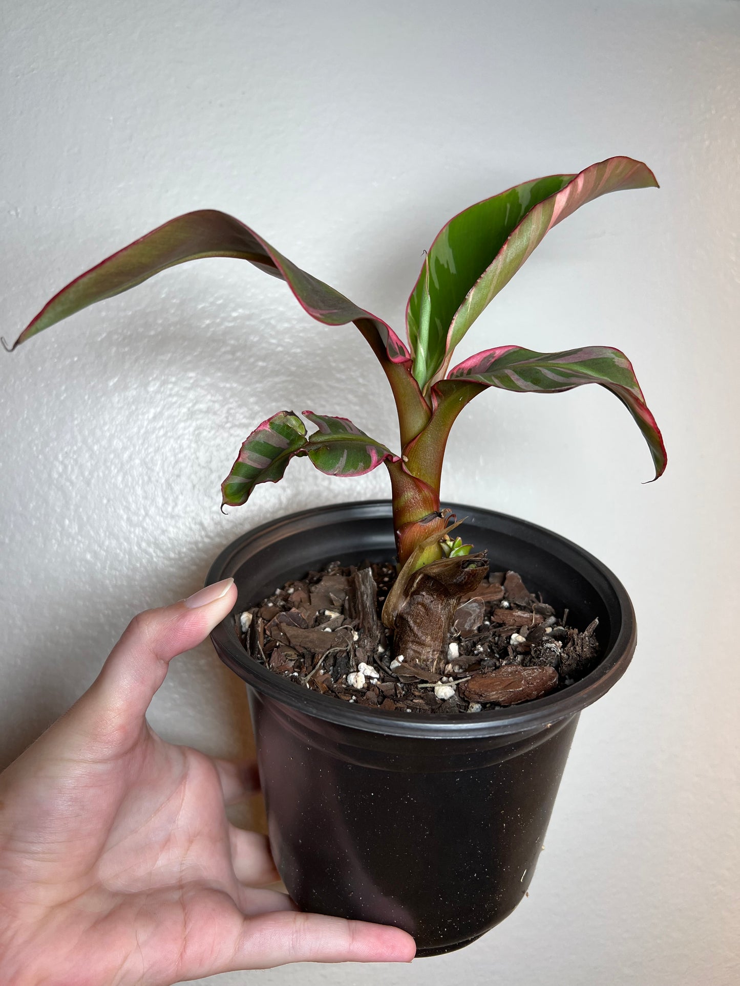 6” Musa ‘Nono’ Pink Variegated Banana Plant