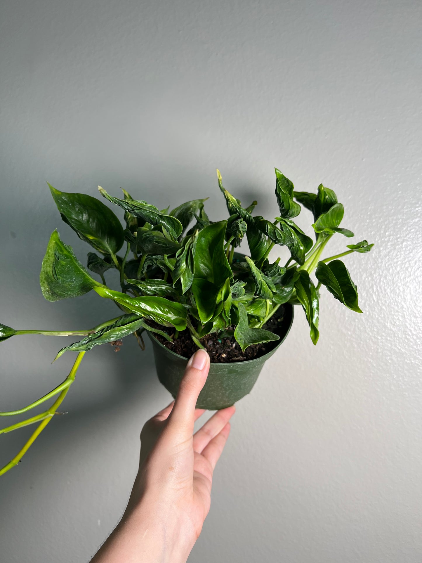 6” Shangri La Pothos