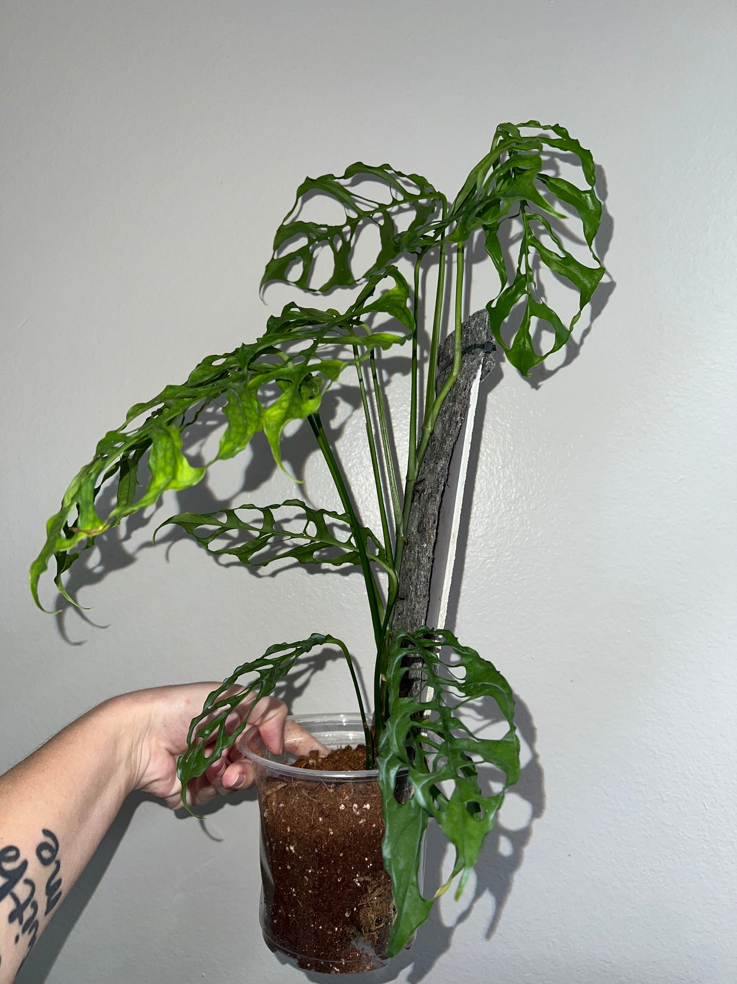 5” Monstera Obliqua Peru