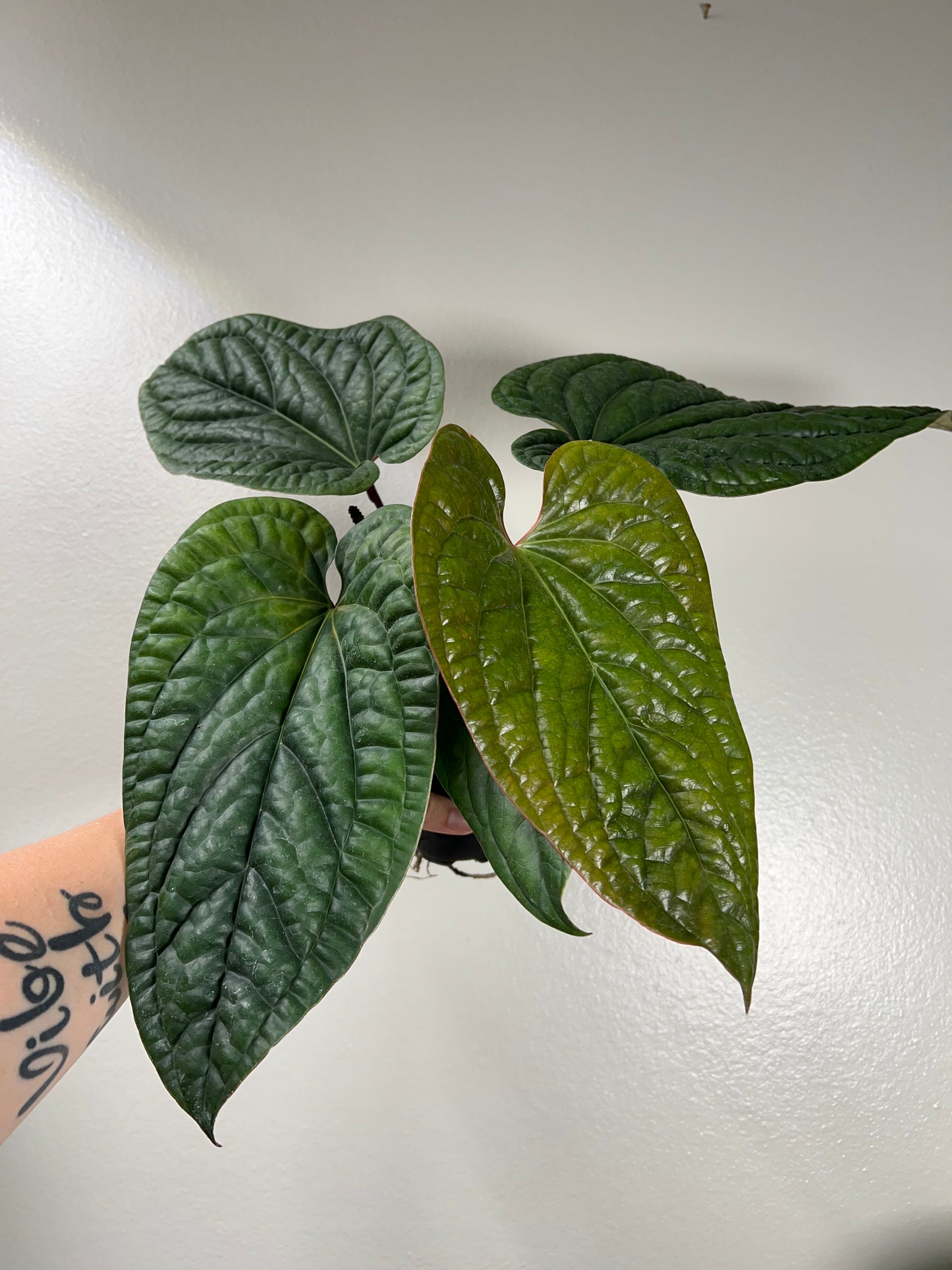 4” Anthurium Radicans X Luxurians