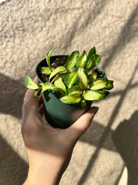 4” Hoya Lacunosa Bruno