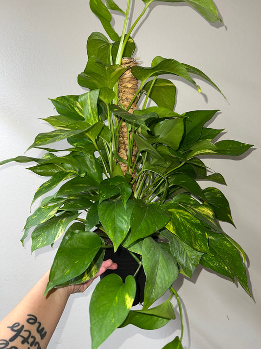 6” Golden Pothos Pole