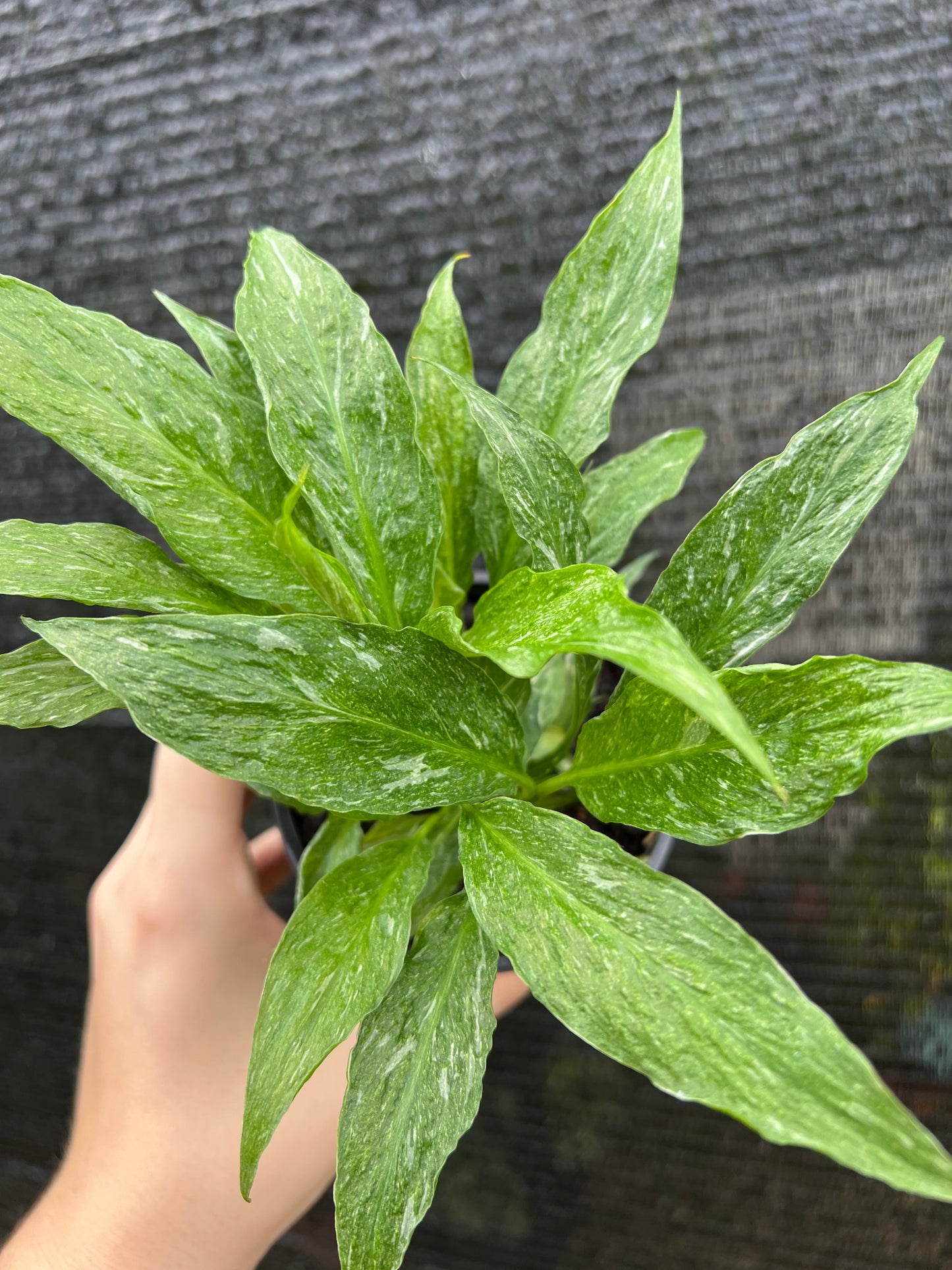 4” Peace Lily ‘Domino’