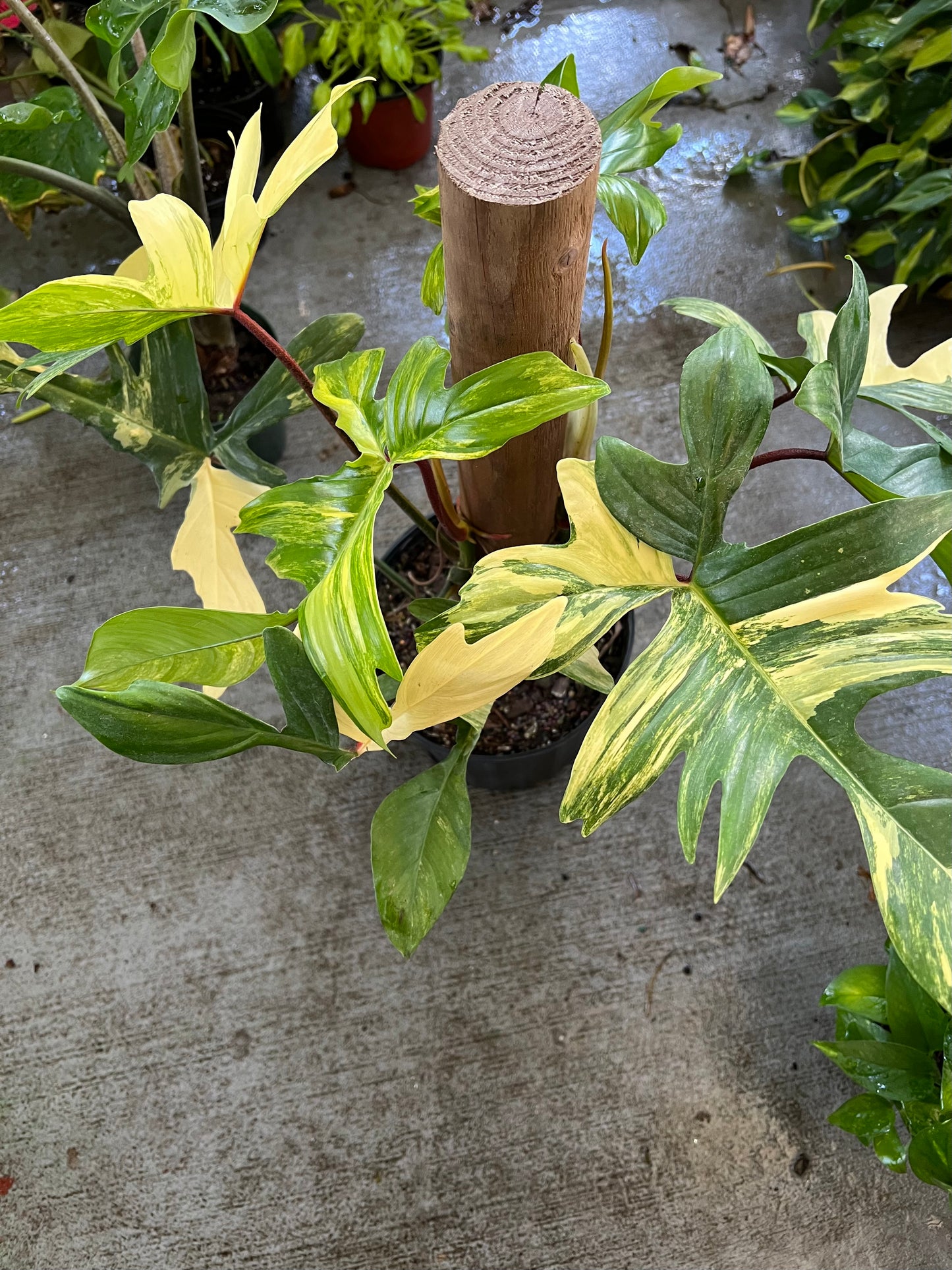 8” Philodendron Florida Beauty Pole