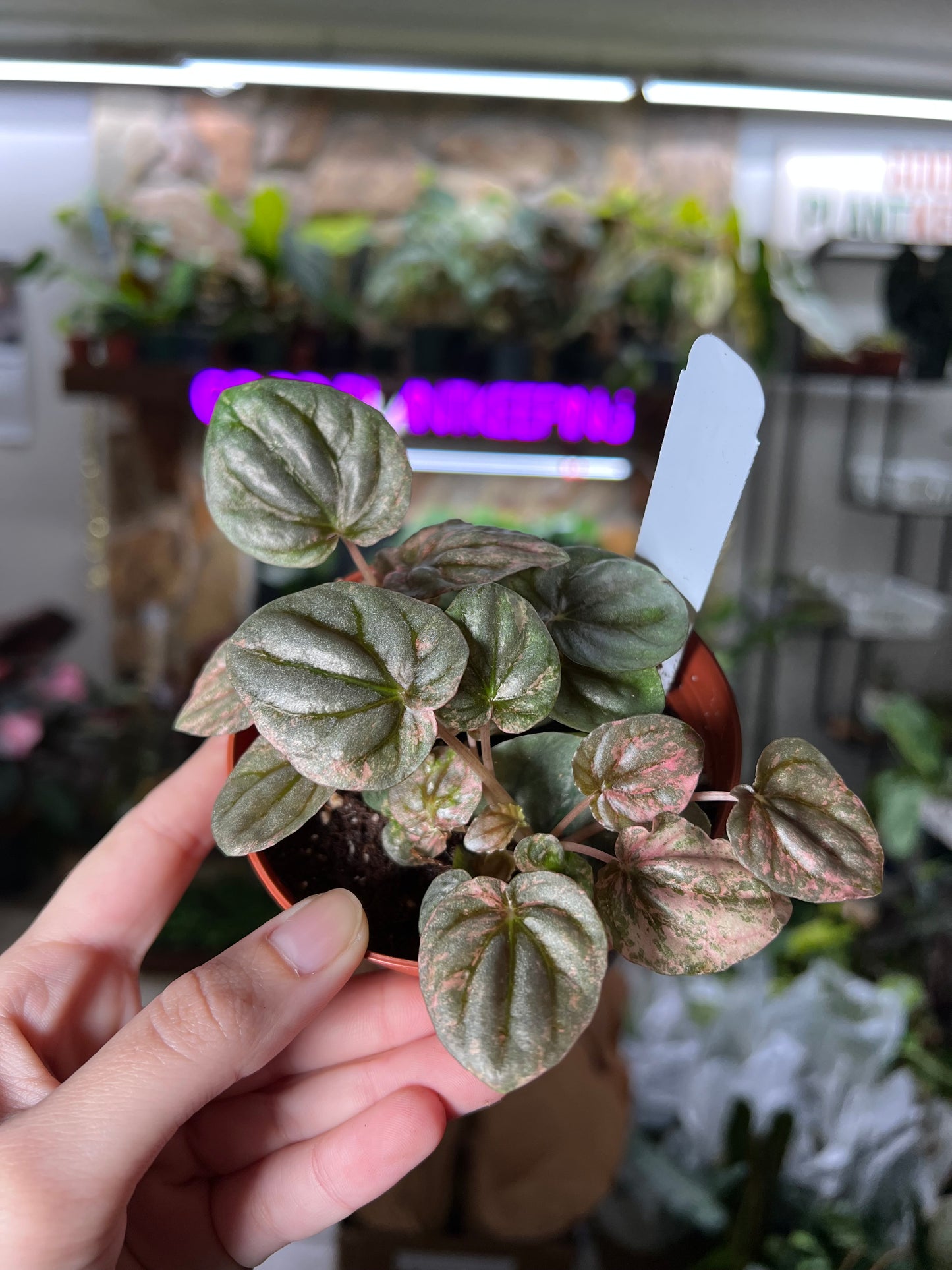 4” Peperomia Pink Lady