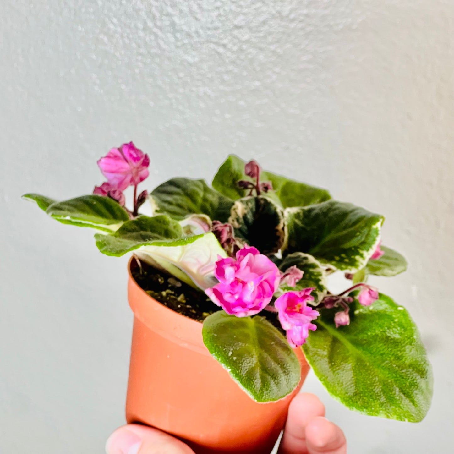 4” African Violet ‘Cajun Popcorn’