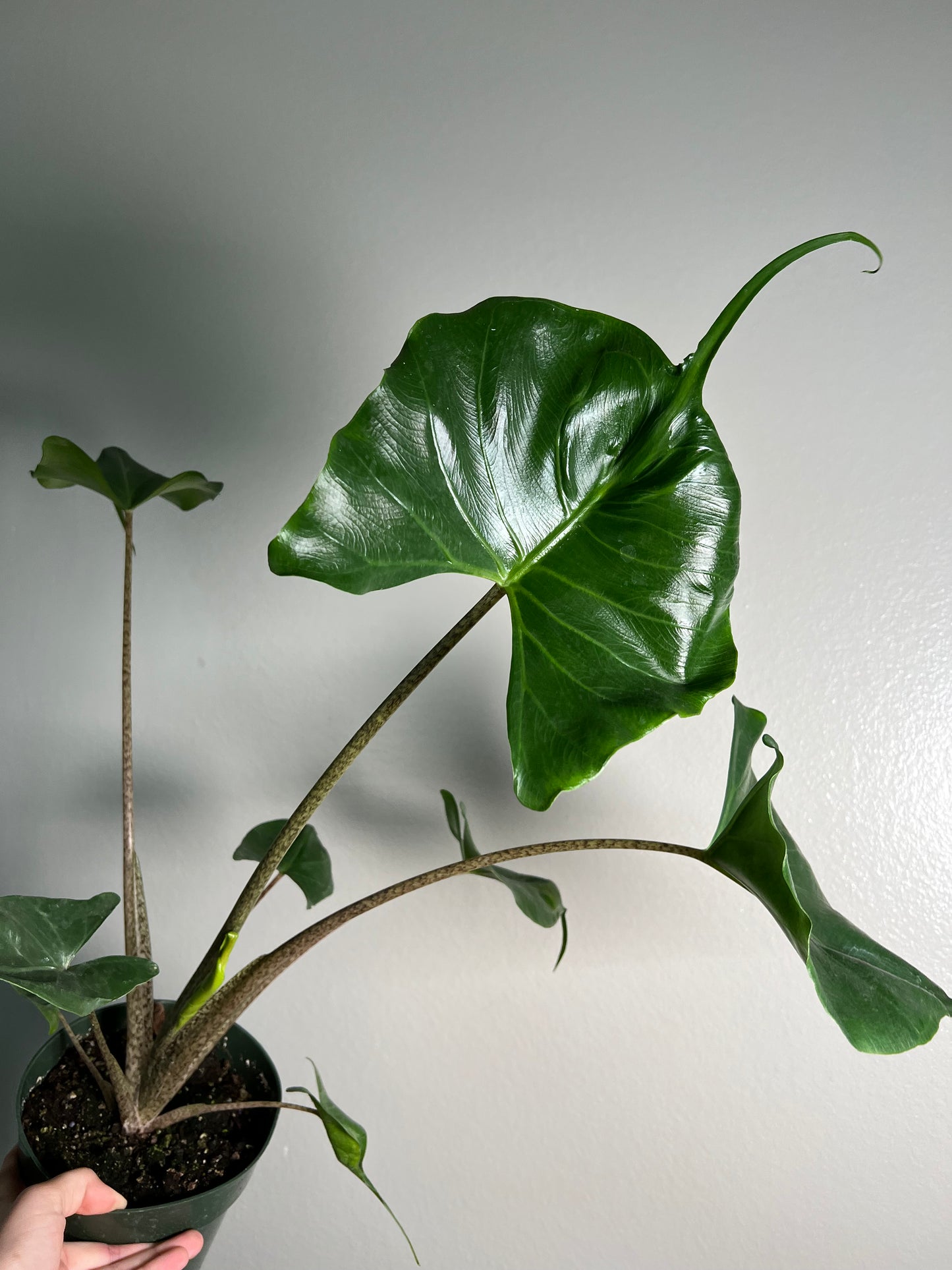 6” Alocasia Stingray