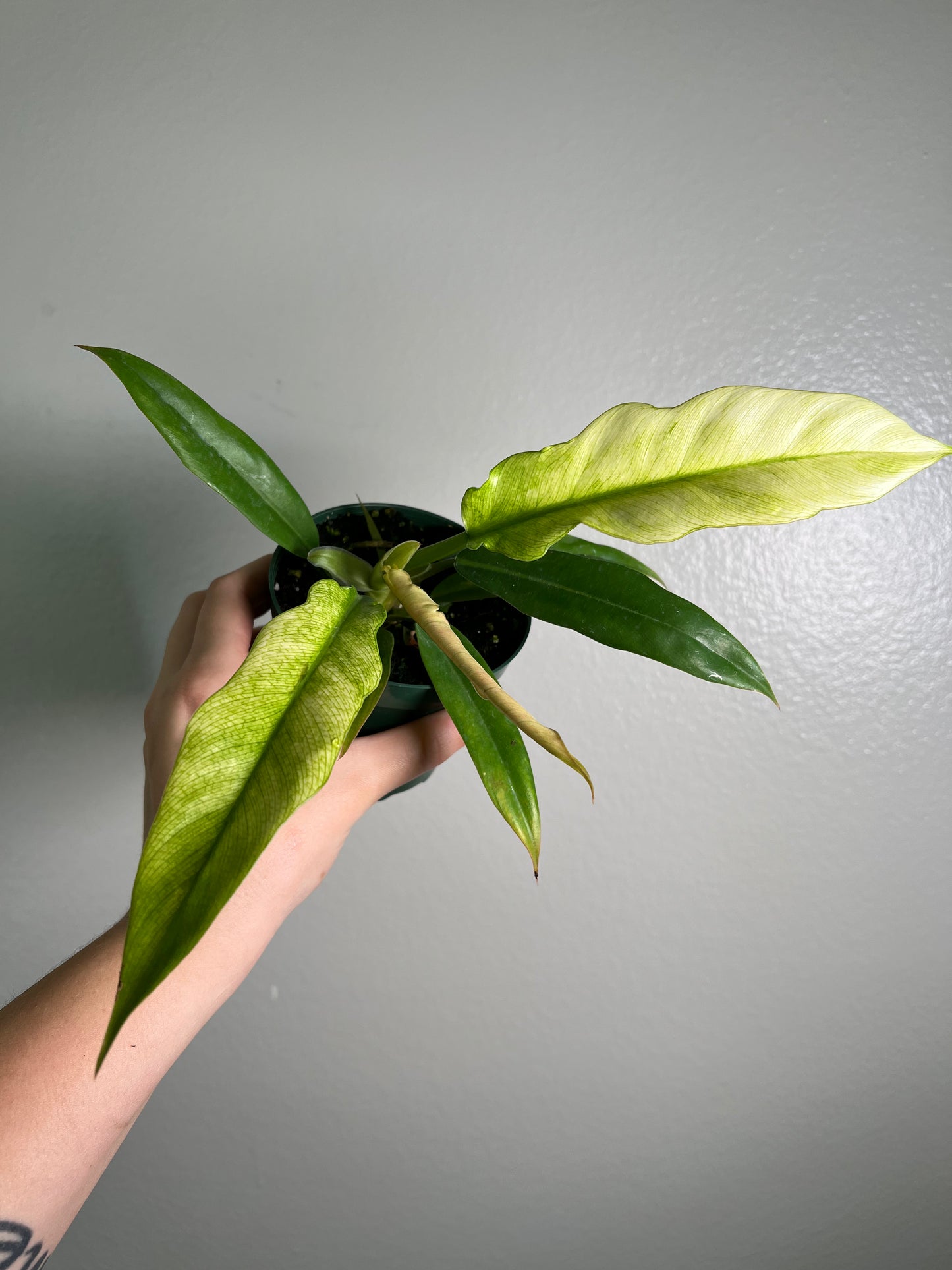 4” Philodendron Jungle Boogie