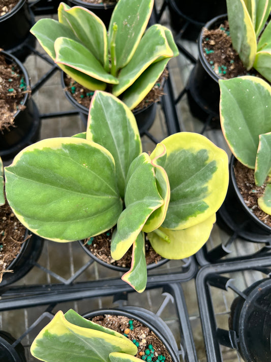 4” Hoya Pachyclada Albomarginata