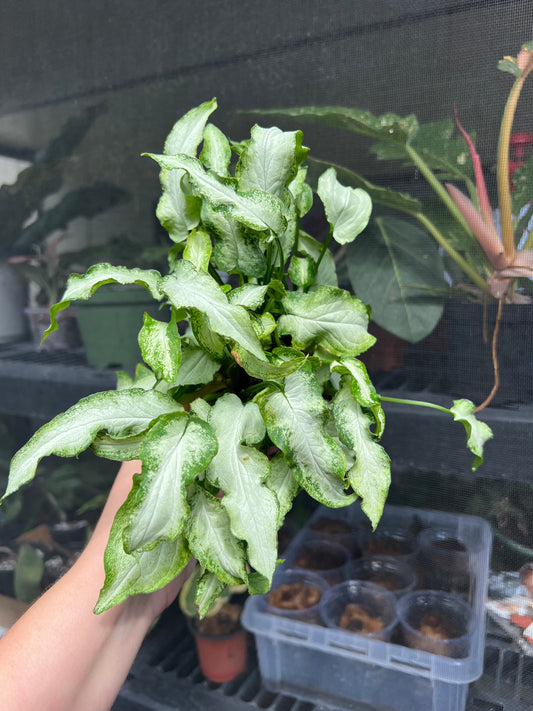 4” Syngonium Fairy Wings