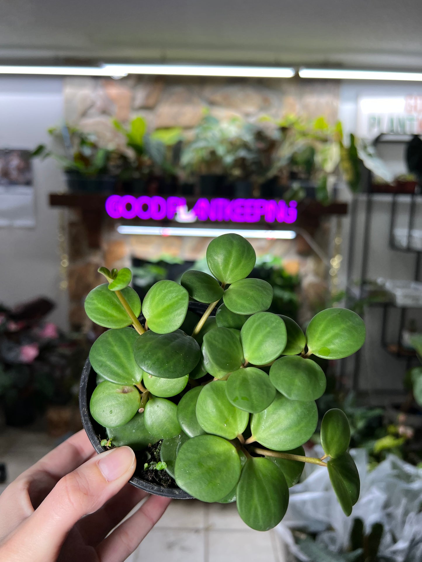 4” Peperomia Hope