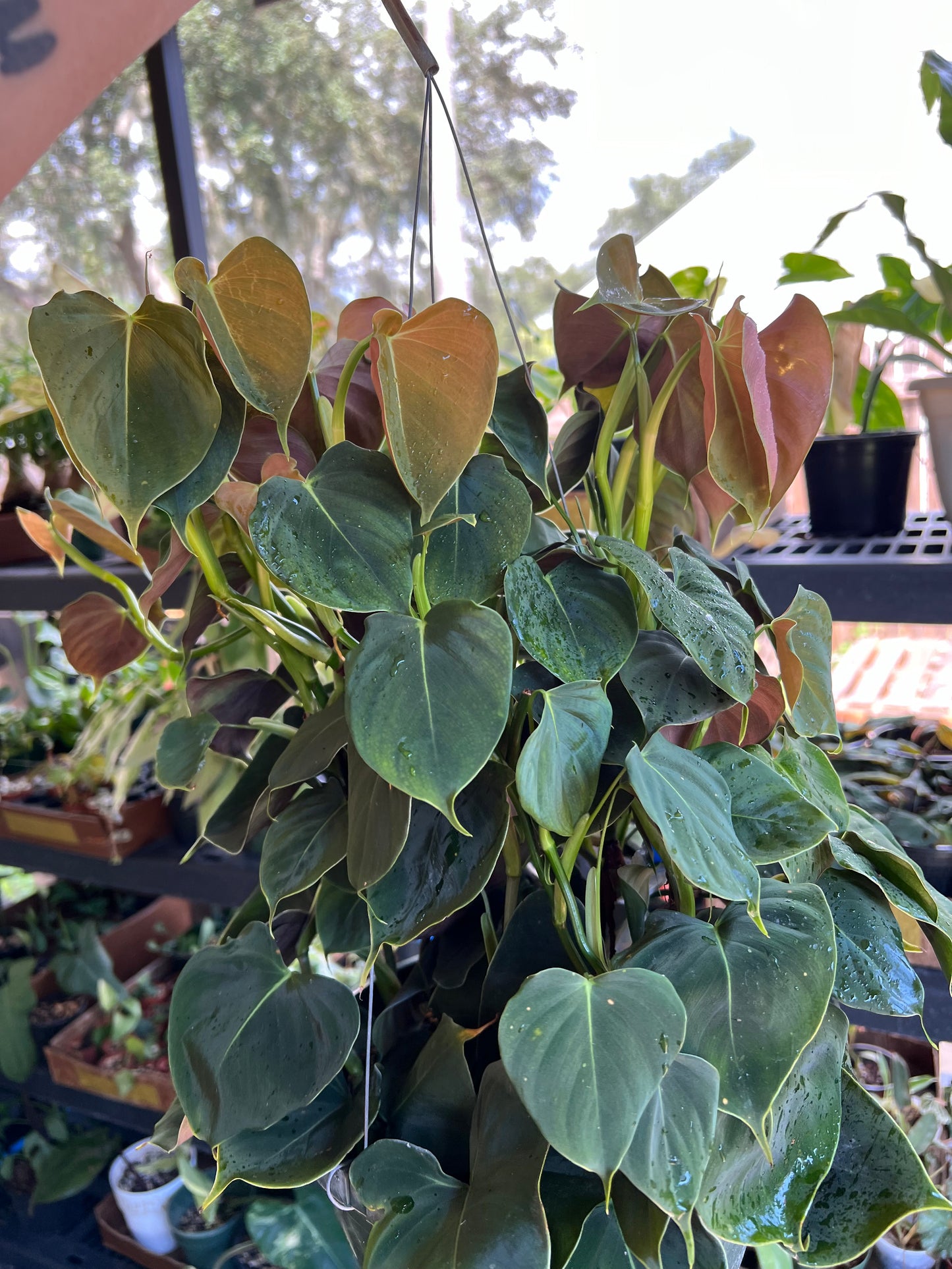 CUTTING: Philodendron Lupinum